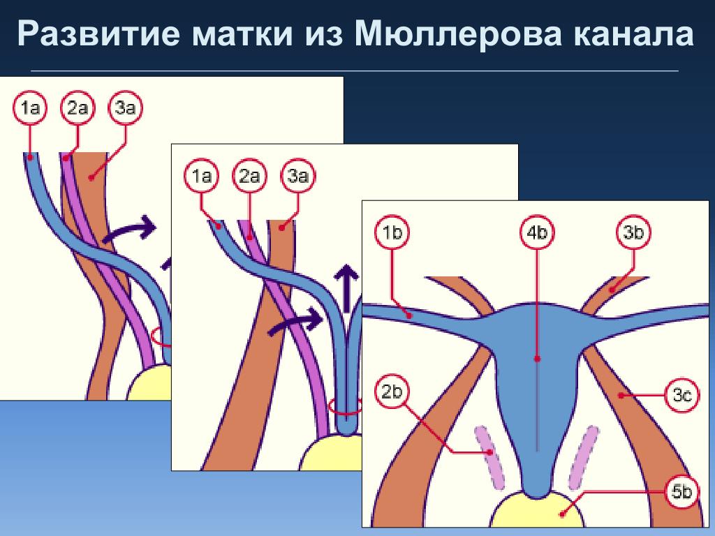 Развитие матки человека. Мюллеровых протоков. Формирование мюллеровых протоков. Мюллеровы протоки у женщин. Развитие матки.