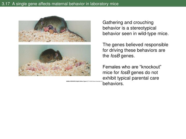 oxytocin and social amnesia in mice