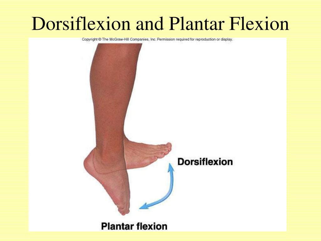 Dorsi And Plantar Flexion Angles