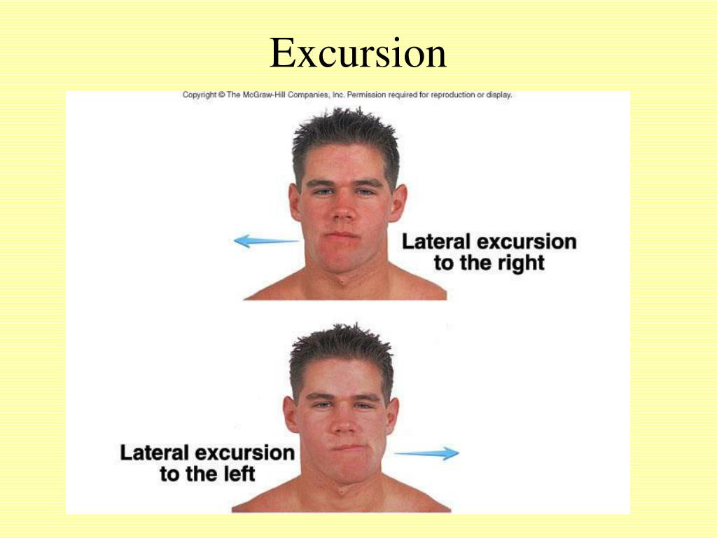 excursion define anatomy