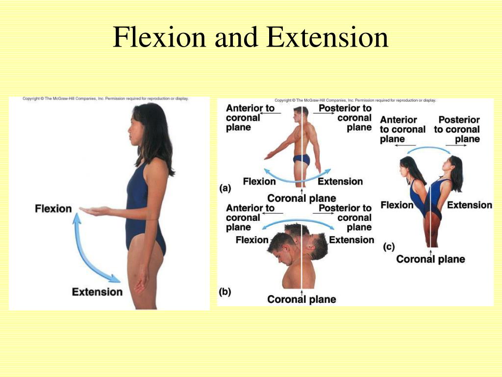 PPT Articulations and Movement PowerPoint Presentation, free download