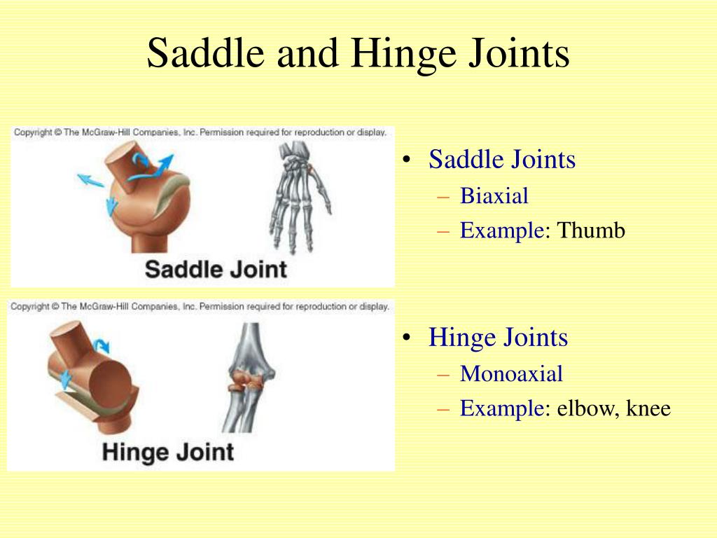 PPT Articulations and Movement PowerPoint Presentation, free download ID6116426