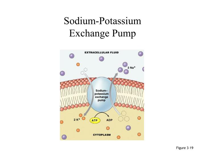 PPT Anatomy & Physiology Lecture 1 Introduction PowerPoint