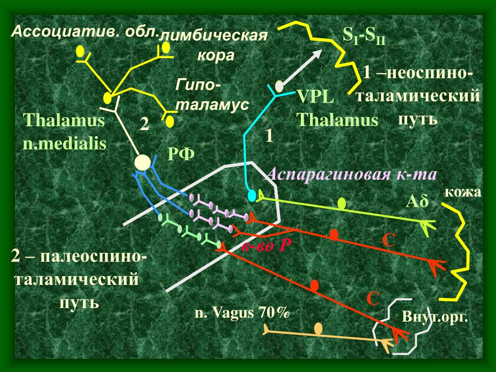 Неоспиноталамический путь схема