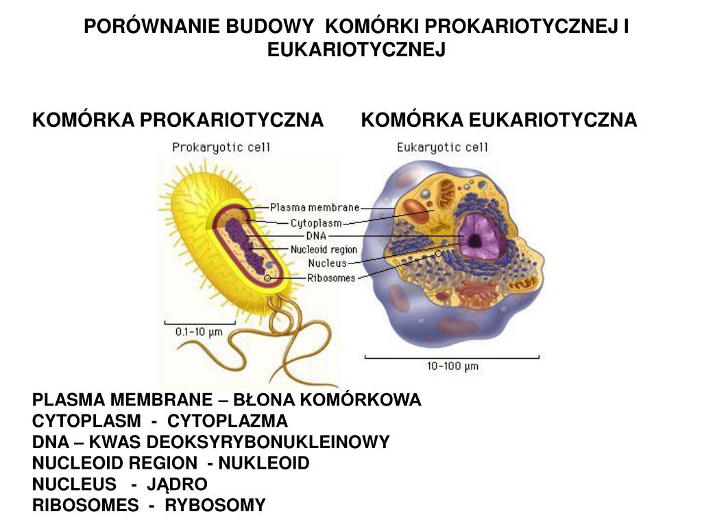 Budowa I Funkcje Komórki Rodzaje Komórek PPT - KOMÓRKI – BUDOWA, FUNKCJE i PODZIAŁ MITOTYCZNY PowerPoint