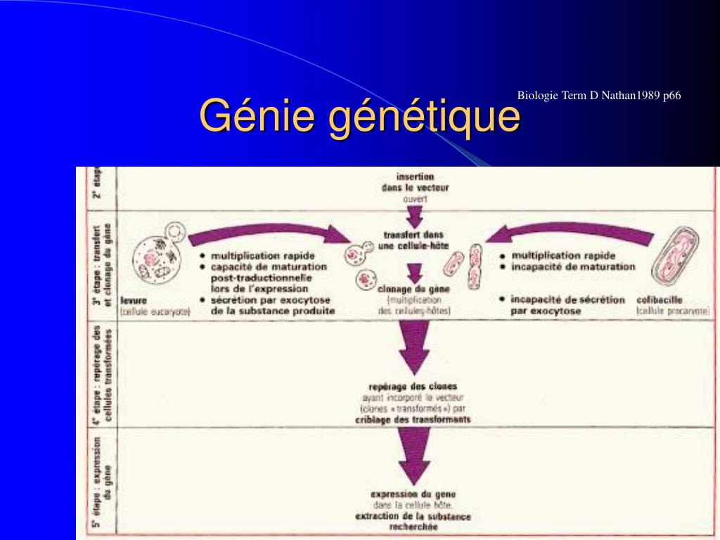 Ppt Genie Genetique Powerpoint Presentation Free Download Id