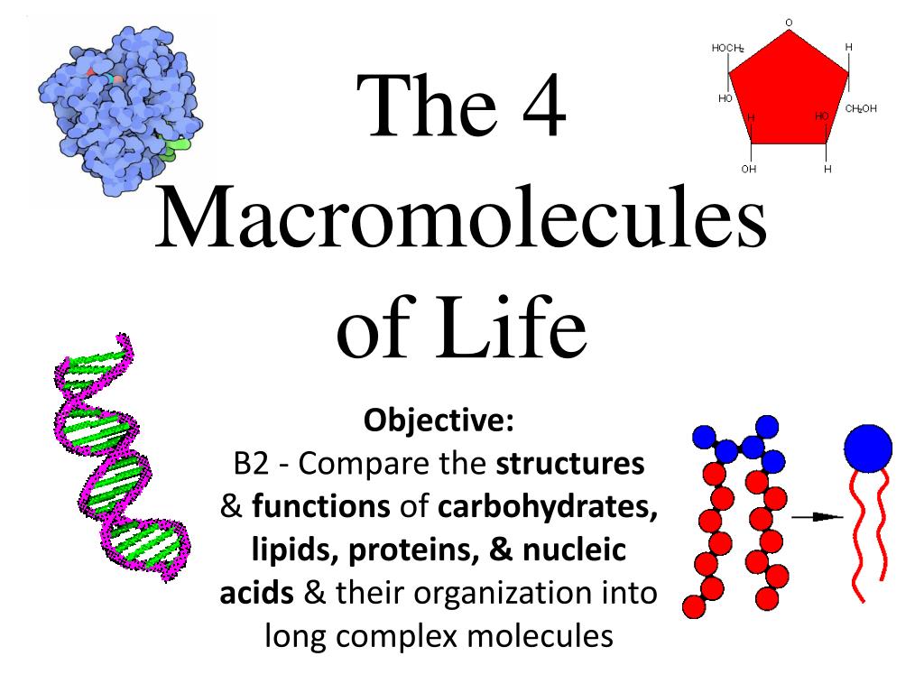 four macromolecules of life