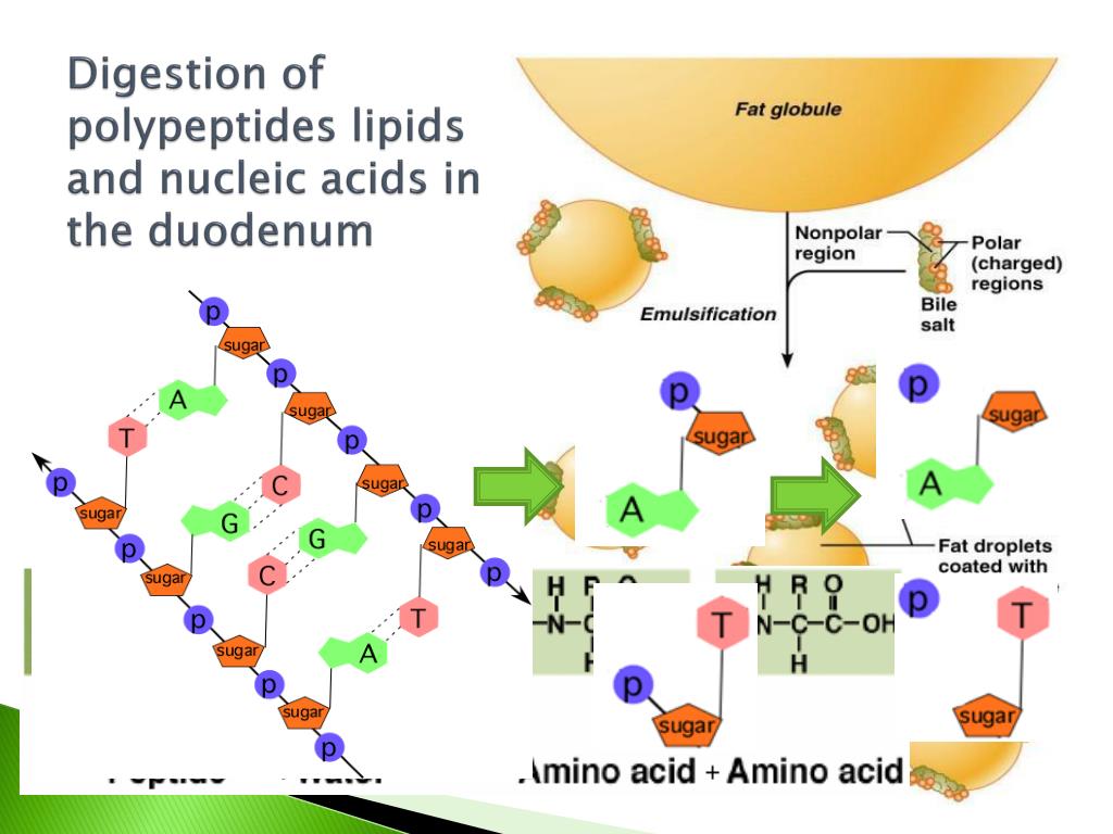 Полипептид в задачах. Digestion of lipids. Biochemistry of digestion. Digestion Pool енкфтнв. Stability of Nucleic acids.