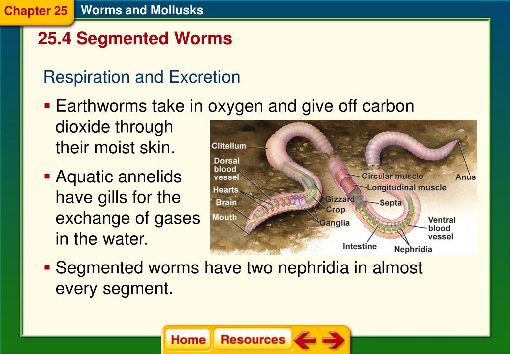 Ppt Chapter 25 Worms And Mollusks Powerpoint Presentation Free 