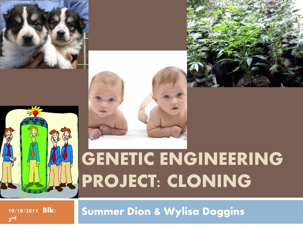 genetic engineering and cloning essay