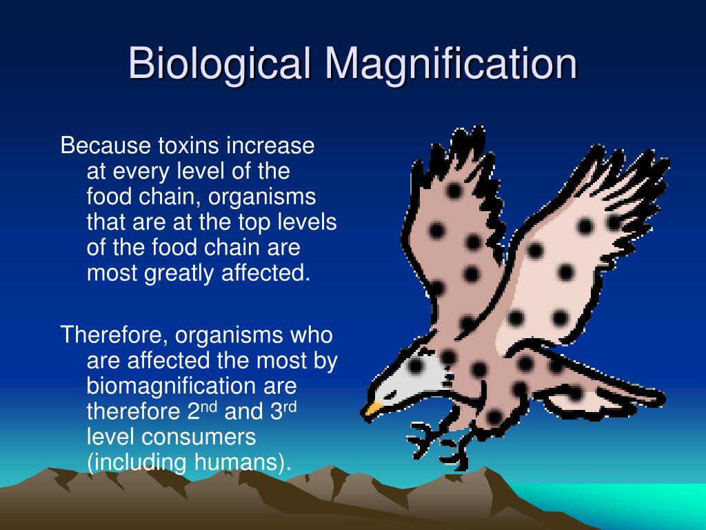 biological magnification essay