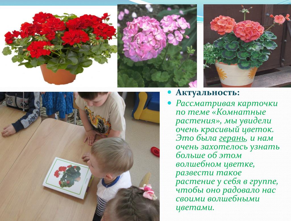 Комнатные растения первая младшая группа. Проект в детском саду комнатные растения. Комнатные цветы в младшей группе. Цветы младшая группа. Комнатные цветы средняя группа.