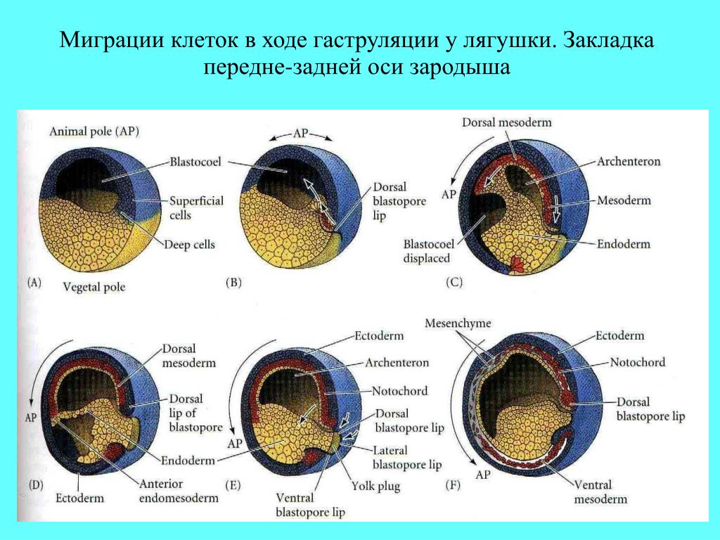 Гаструла лягушки рисунок