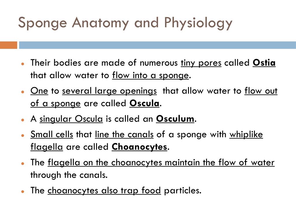 how do sponges move including any special body structures?