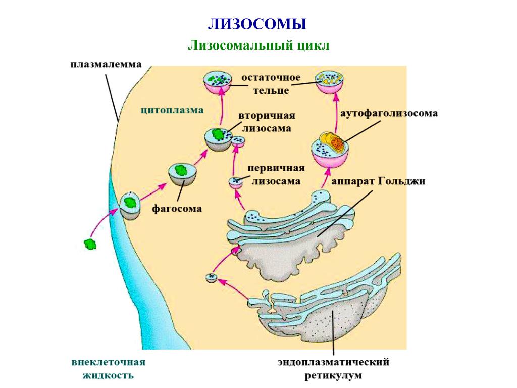 Лизосомы процесс пищеварения. Схема образования лизосом. Схема образования и функций лизосом. Образует вторичные лизосомы. Лизосомы первичные и вторичные схема.