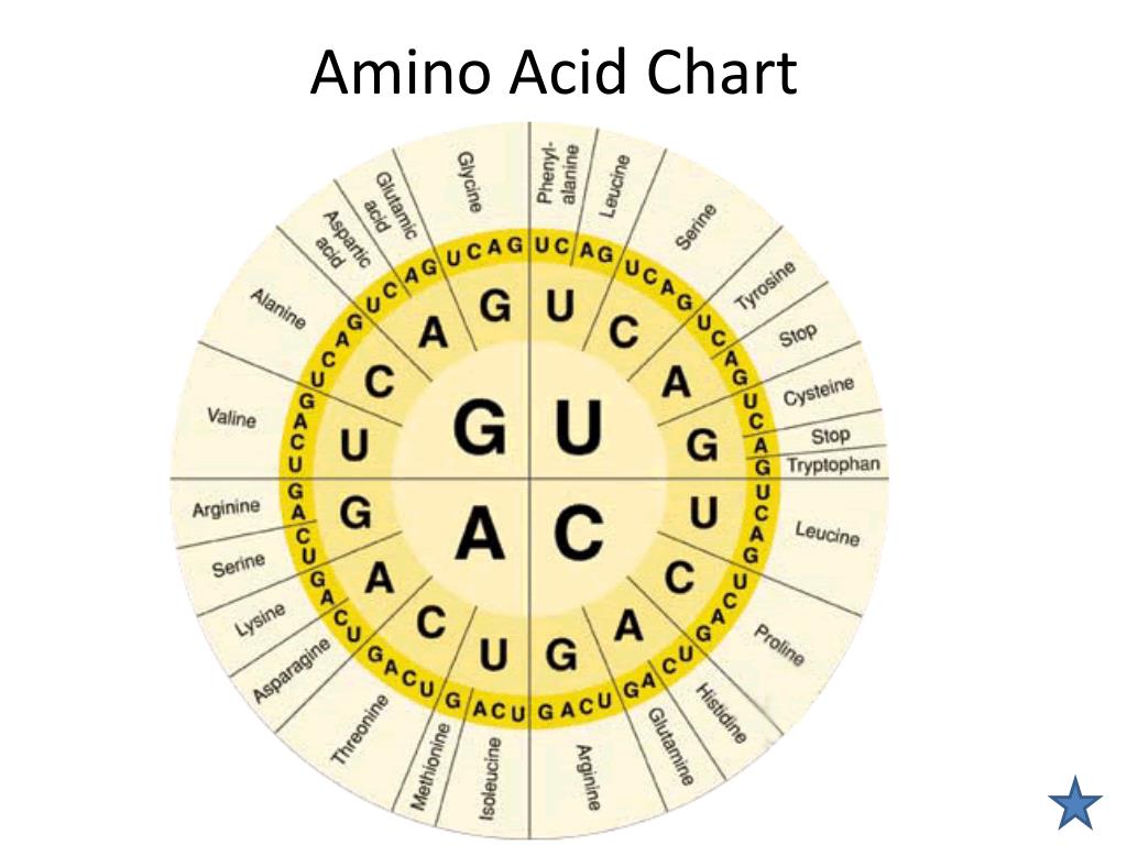 Rna Amino Acid Chart Rna Amino Acid Chart
