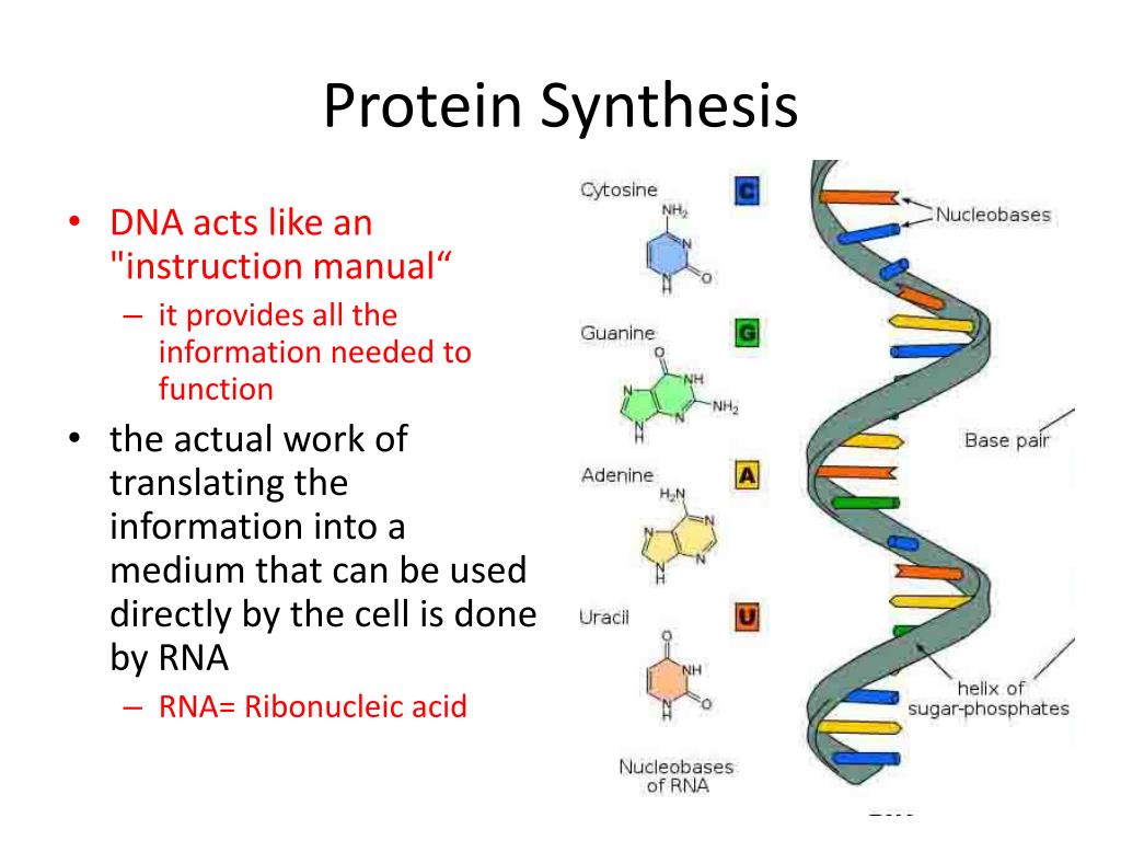 protein synthesis ppt