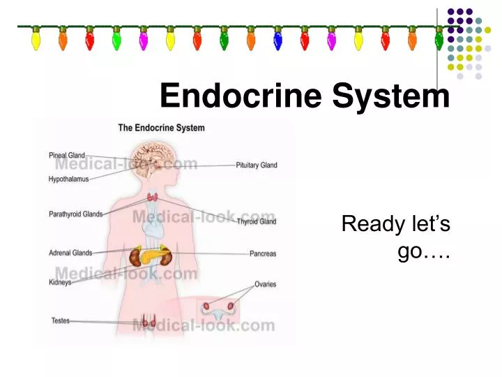 PPT - Endocrine System PowerPoint Presentation, free download - ID:6127776
