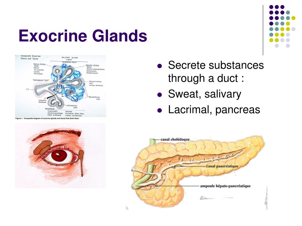 Examples Of Exocrine Glands
