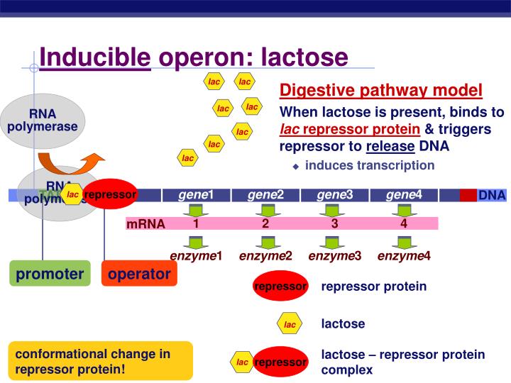 what is an inducible operon