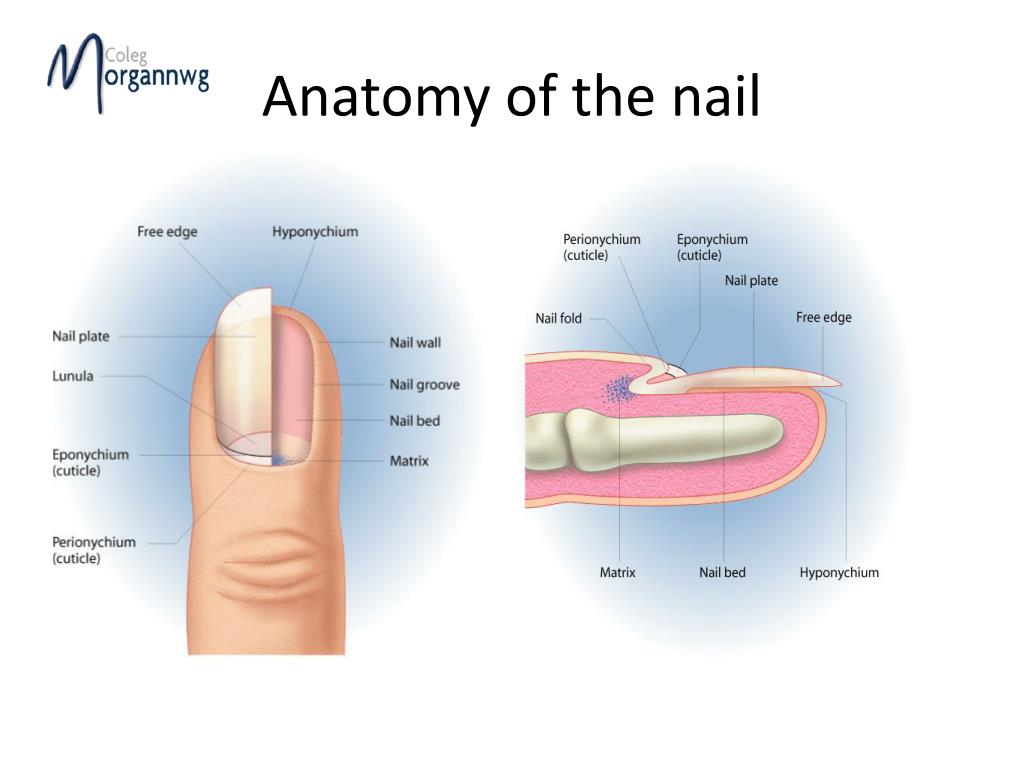 Structure Finger Nail Human Anatomy Vector Stock Vector (Royalty Free)  1431594071 | Shutterstock