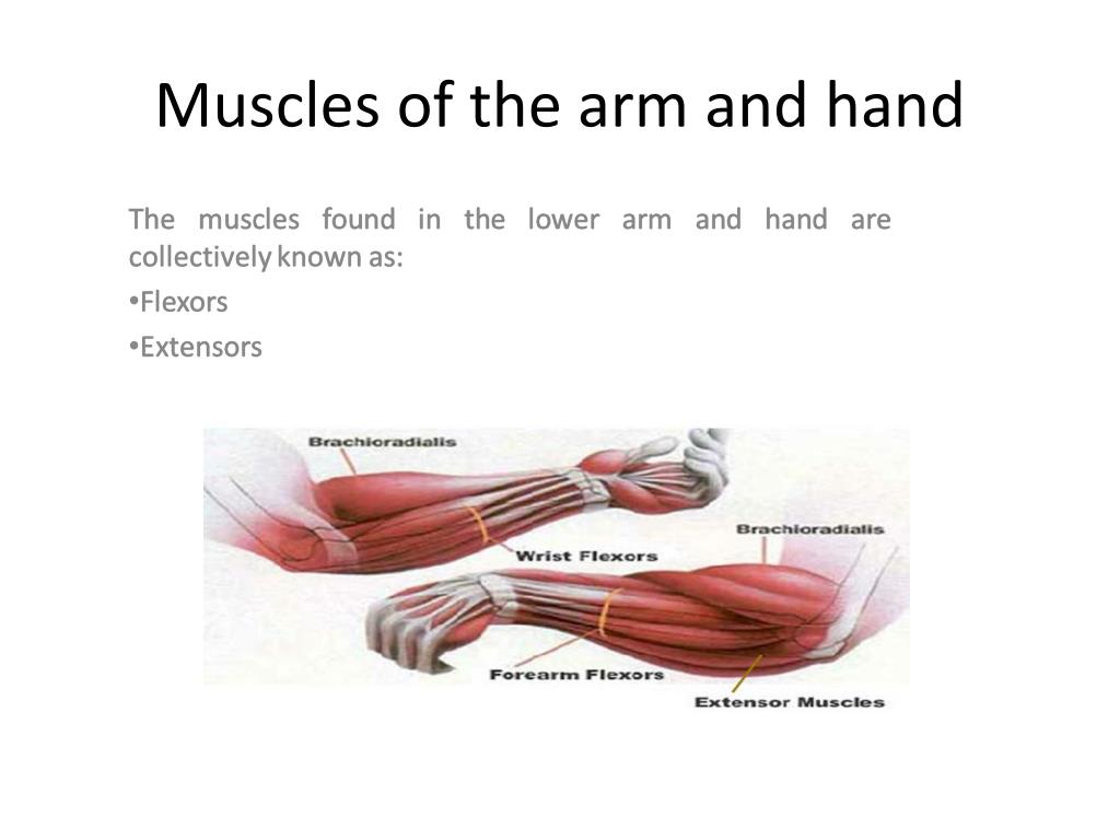 PPT - Anatomy of the hand and arm PowerPoint Presentation, free