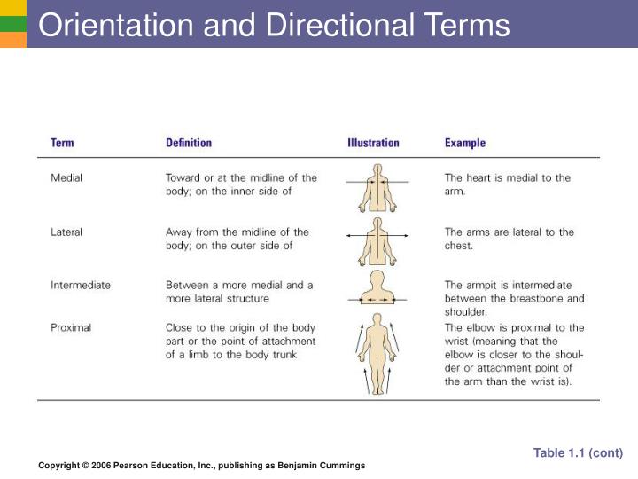 ppt-the-human-body-an-orientation-powerpoint-presentation-id-6130058