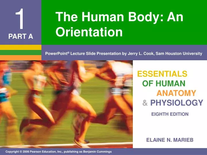 human body and orientation essay