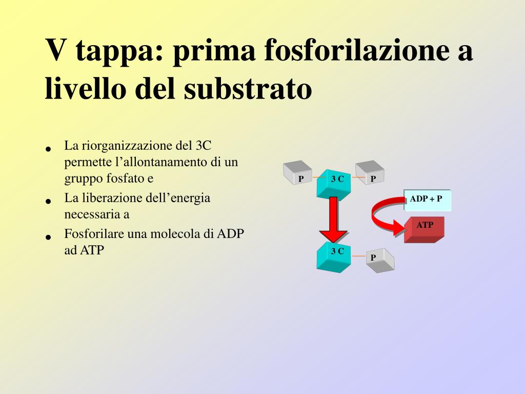 PPT LA GLICOLISI PowerPoint Presentation ID6132039