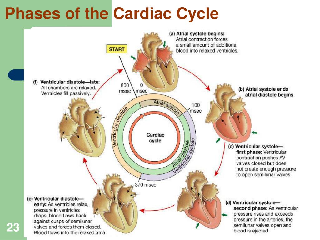 Ppt Heart Pump And Cardiac Cycle Powerpoint Presentation Free