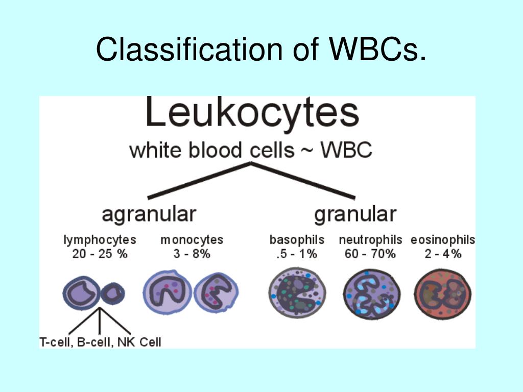 Wbc Classification Chart