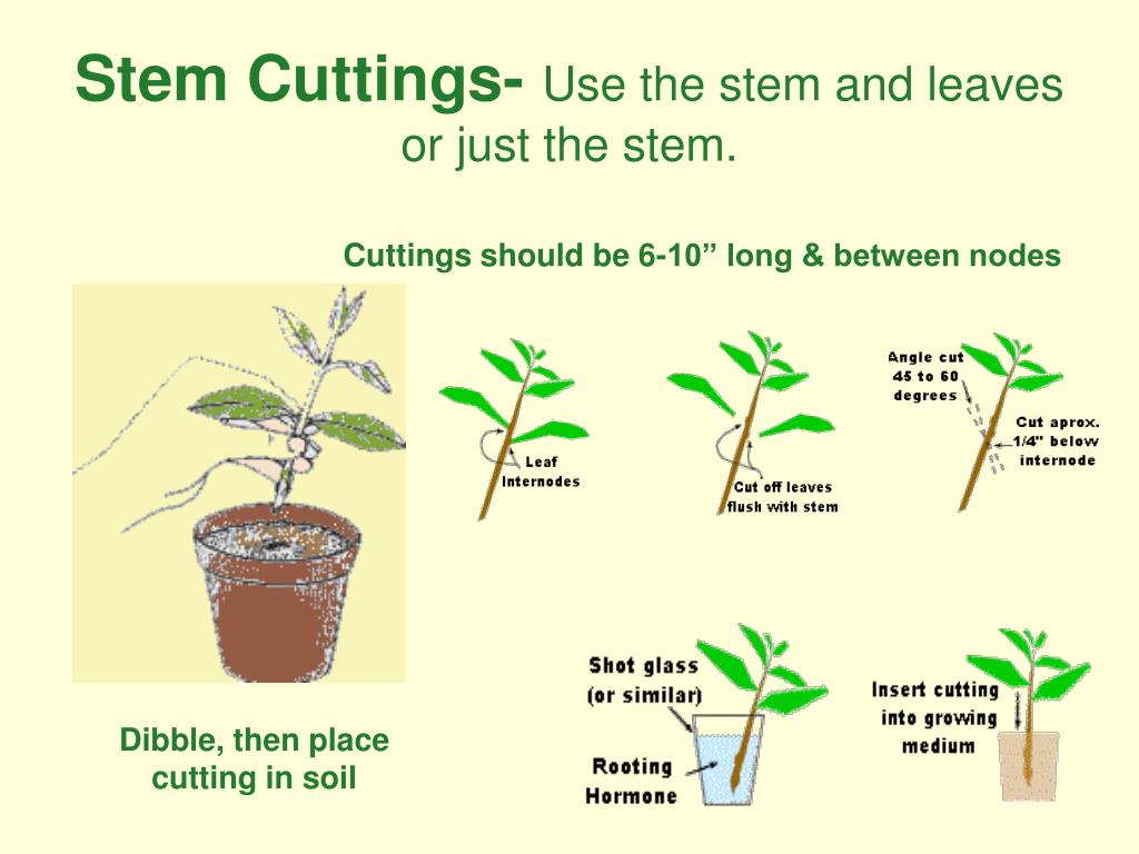 PPT Plant Propagation PowerPoint Presentation, free download ID6132614