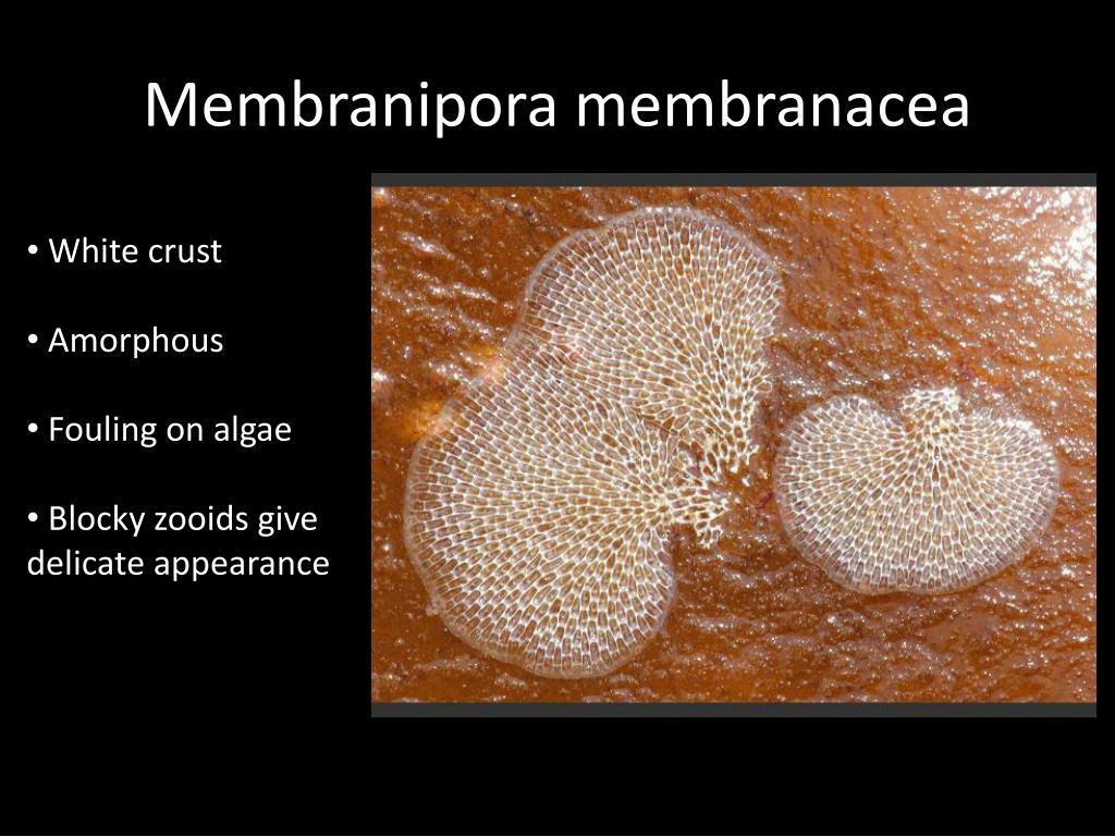 PPT Tunicates PowerPoint Presentation Free Download ID 6132653 PPT Tunicates PowerPoint Presentation Free Download ID 6132653