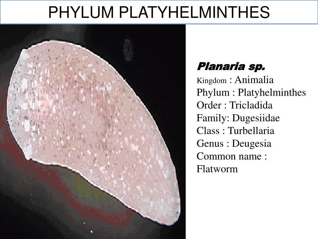 Plathelminthe terrestre, Tricladida plathelminthen