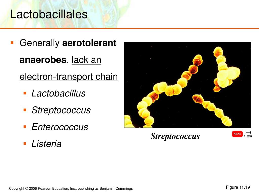 PPT - The Prokaryotes: Domains Bacteria and Archaea PowerPoint