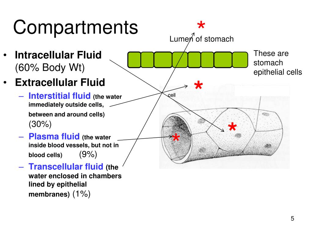 body fluid compartments calculations body fluid compartments calculations