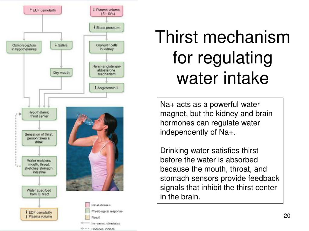 PPT Body Fluid Compartments PowerPoint Presentation