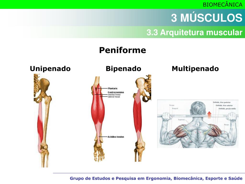 PPT - MÚSCULOS PowerPoint Presentation, free download - ID:6135721