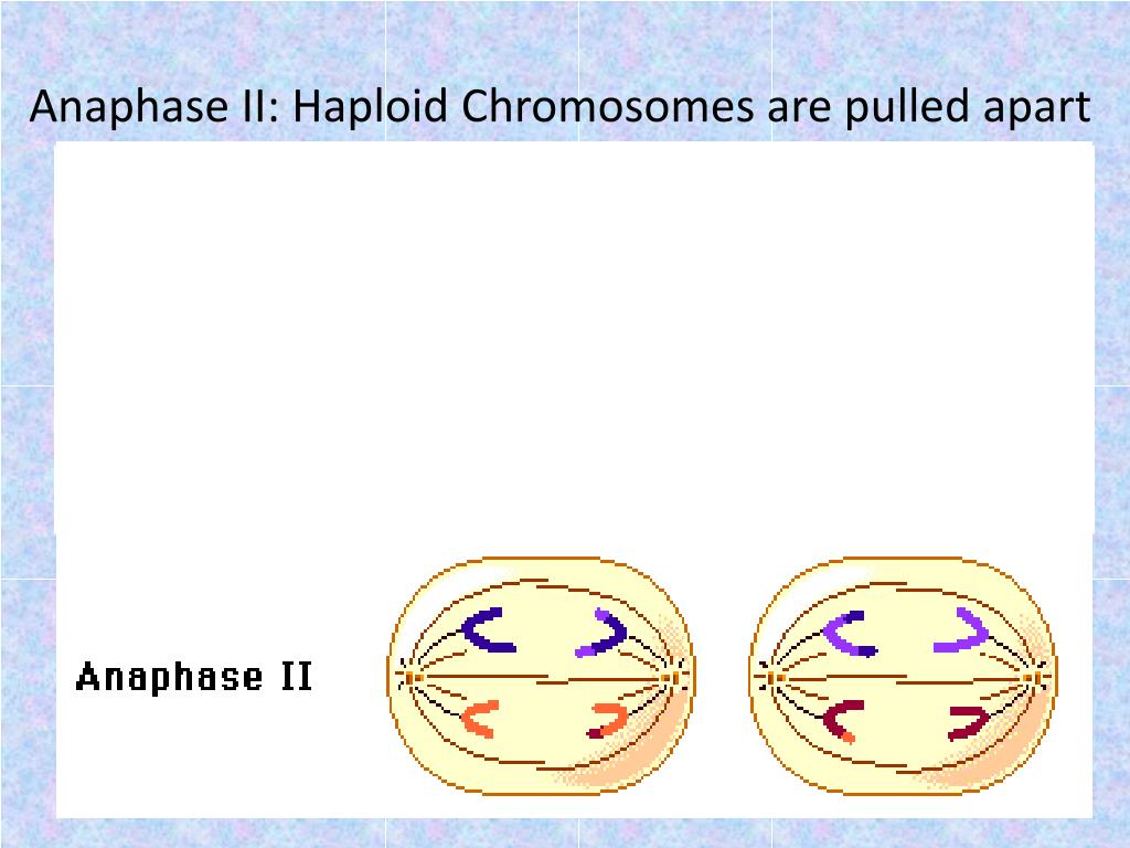 ppt-cell-biology-cell-cycle-genetics-powerpoint-presentation-free
