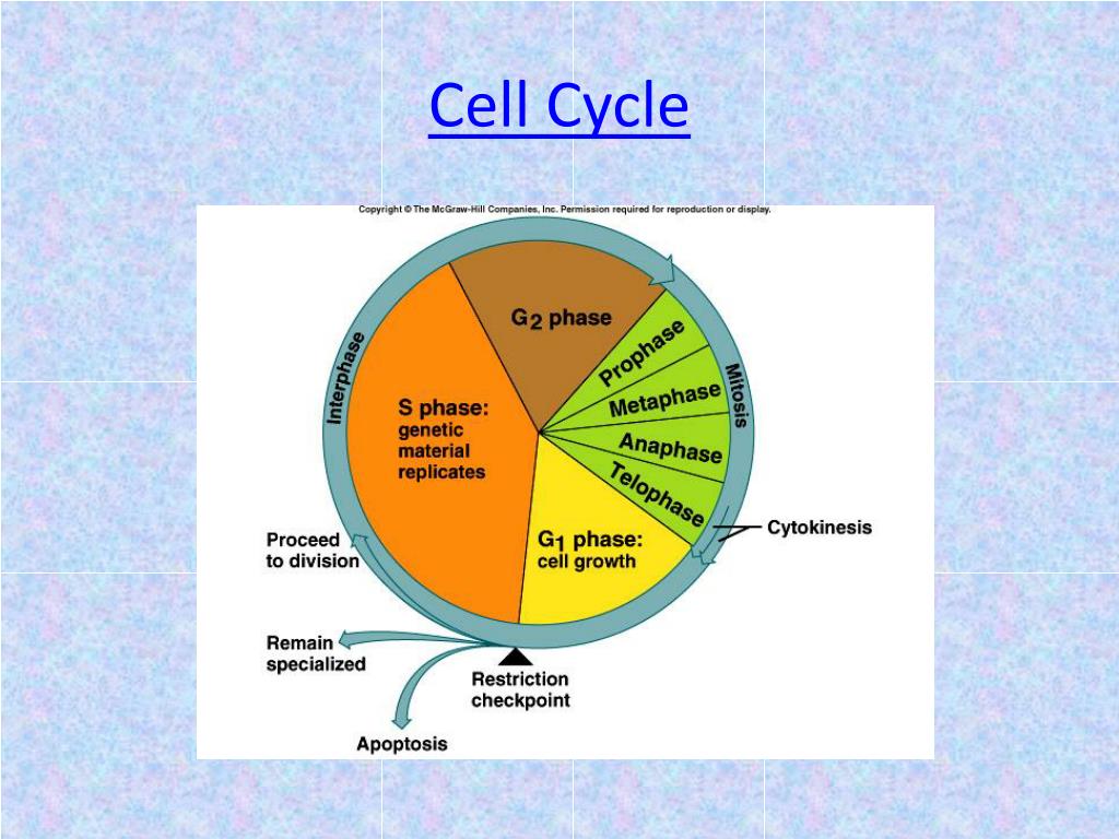 Cell Biology: Cell Cycle/Genetics PowerPoint Presentation, free ... Biology Diagrams