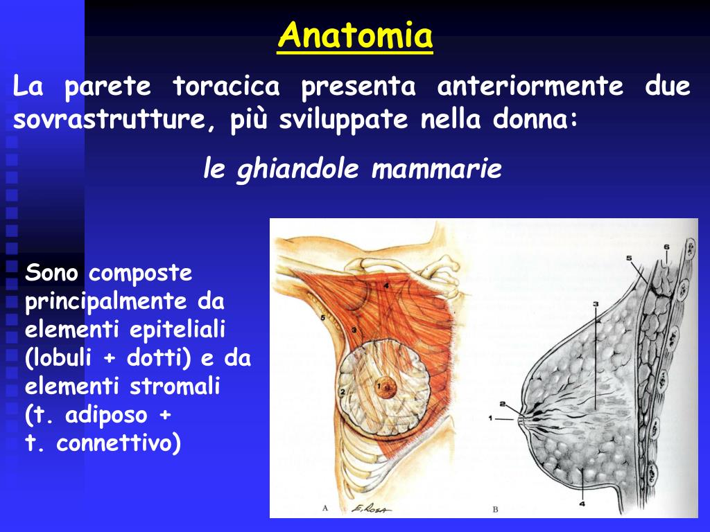 Linee Guida Lesioni B3 Mammella PPT - I tumori della mammella PowerPoint Presentation, free download