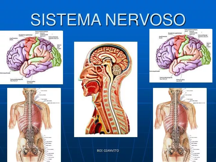 Qual Parte Do Sistema Nervoso E Protegida Pelas Vertebras