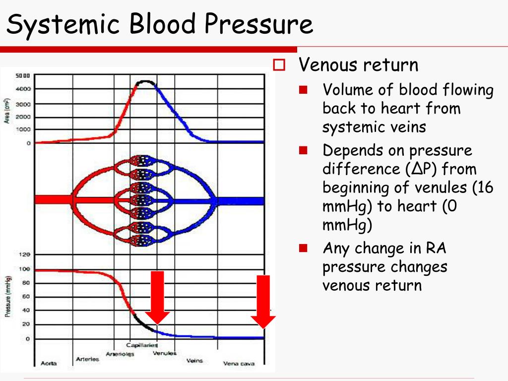 PPT - Chapter 21: The Cardiovascular System: Blood Vessels PowerPoint