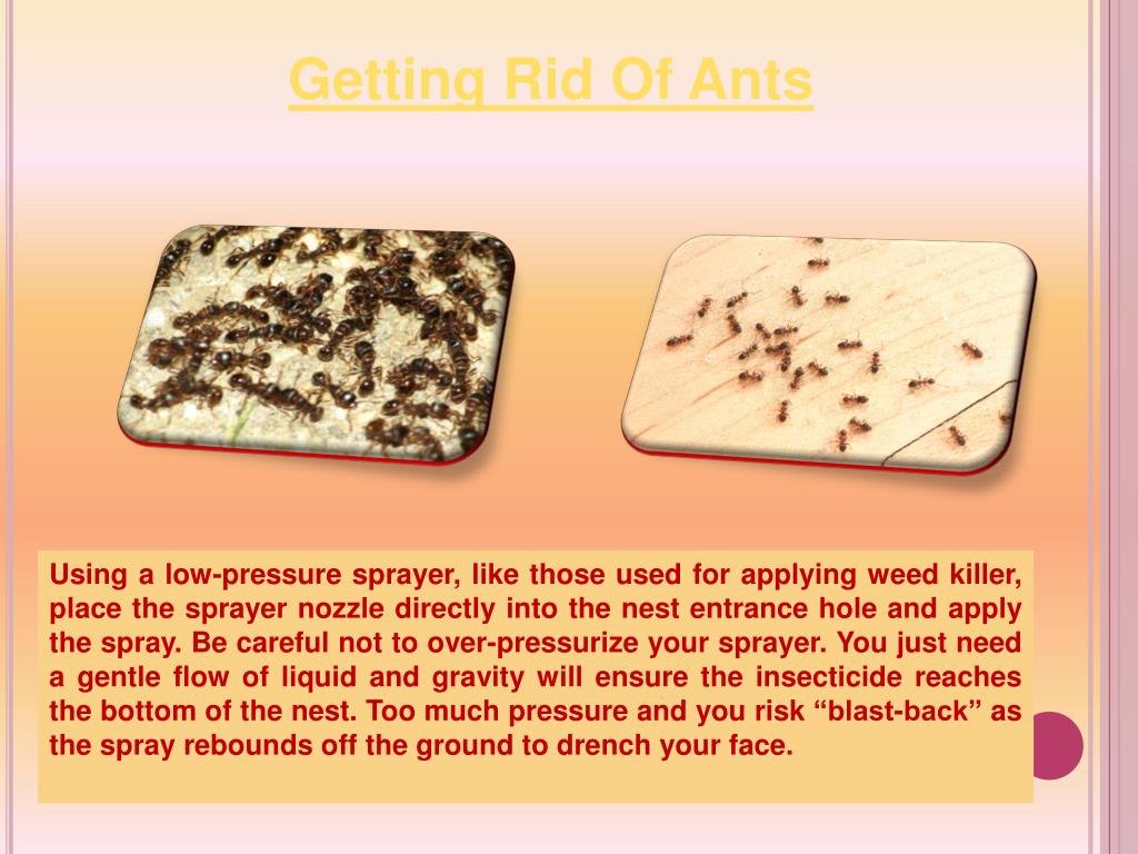 PPT - Getting Rid of Ants PowerPoint Presentation, free download - ID