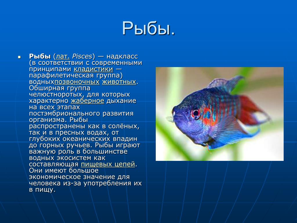 Особенности рыб 2 класс. Сообщение о рыбе. Презентация на тему рыбы. Доклад про рыб. Сообщение на тему рыбы.