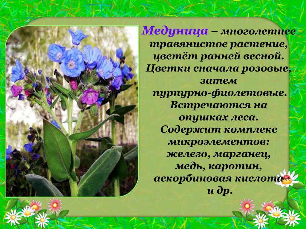 Растения читатели. Раннецветущее растение Медуница. Медуница ранний цветок ?. Цветет Медуница весной. Медуница цветок описание.