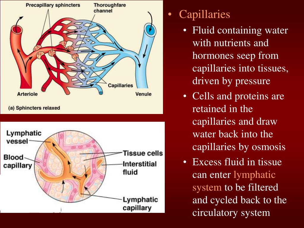 PPT Circulation and Gas Exchange PowerPoint Presentation, free