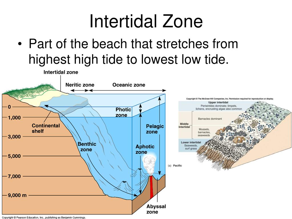 Diagram Intertidal Zone