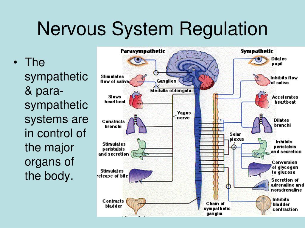 System reg. Nervous System Organs. Nervous System functions. Autonomic nervous System. Нервная система на английском языке.