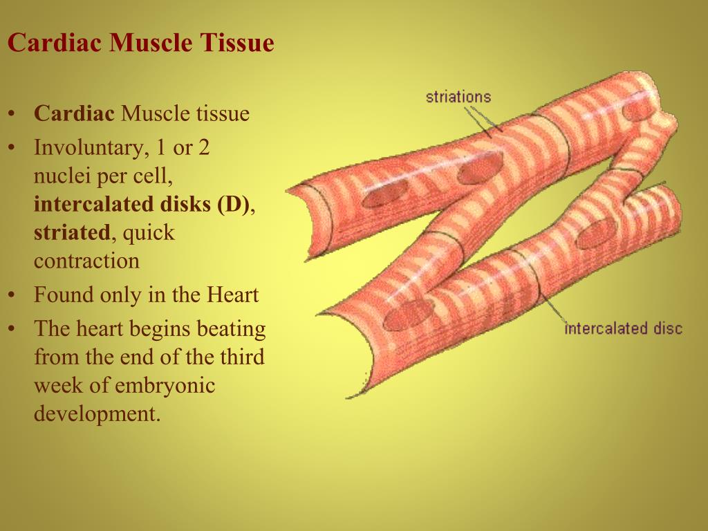 PPT - Muscular System PowerPoint Presentation, free download - ID:6146099